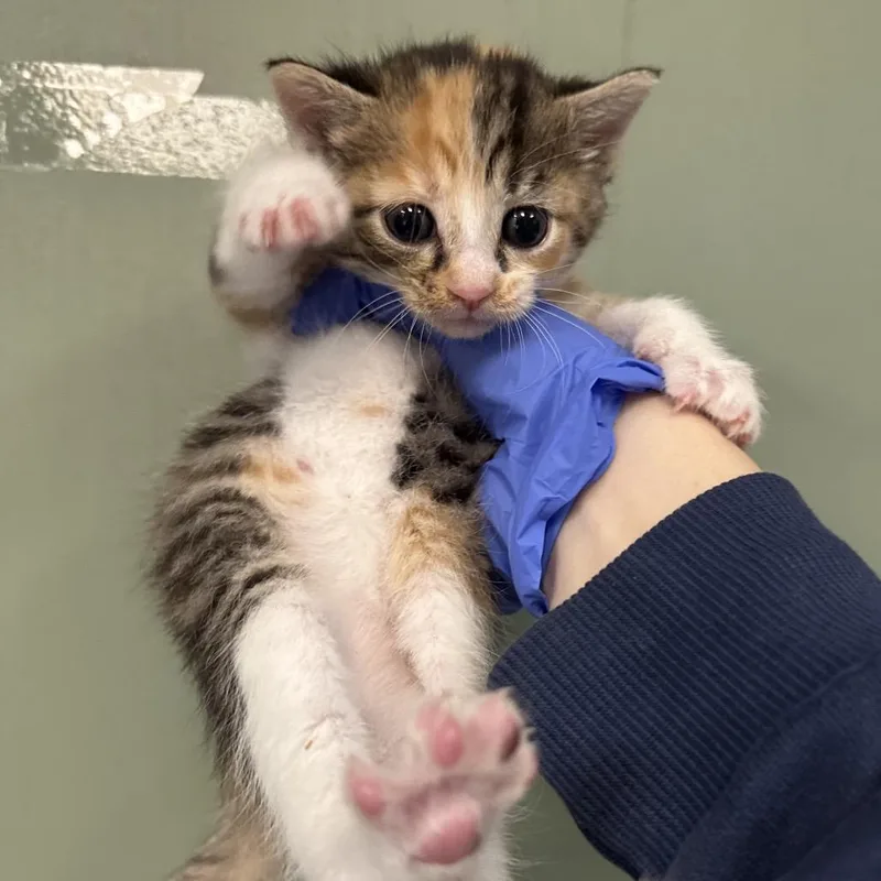 A baby small-sized female Calico Domestic Short Hair cat named Sadie for adoption in Philadelphia, PA