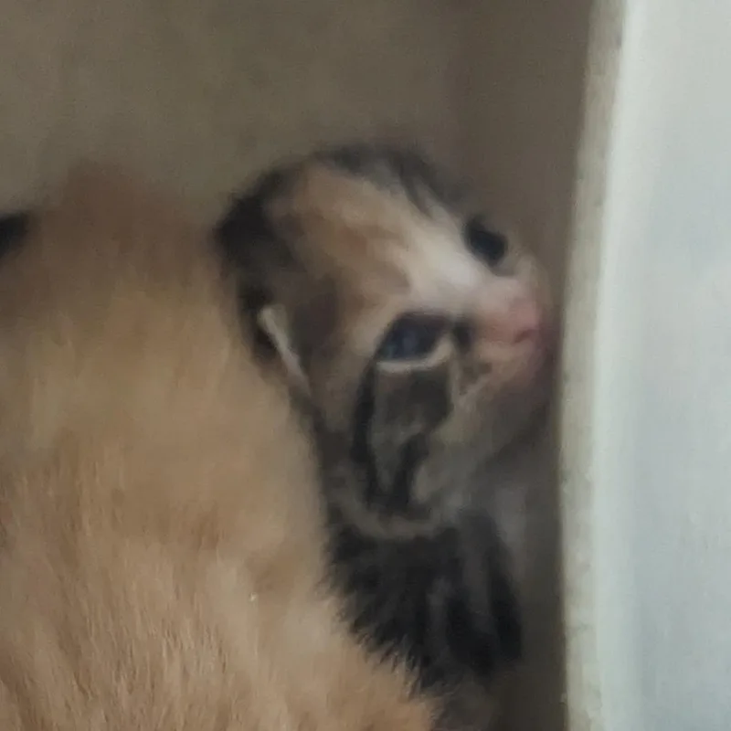Sadie thumbnail 2