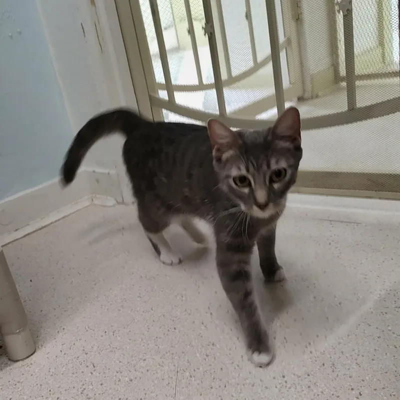 A young small-sized female Gray / Blue / Silver Domestic Short Hair cat named Chroma for adoption in Las Cruces, NM