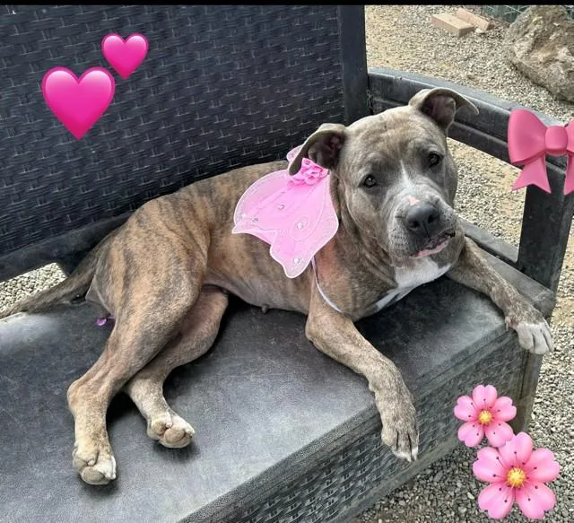 An adult large-sized female Pit Bull Terrier dog named Peaches for adoption in Santa Barbara, CA
