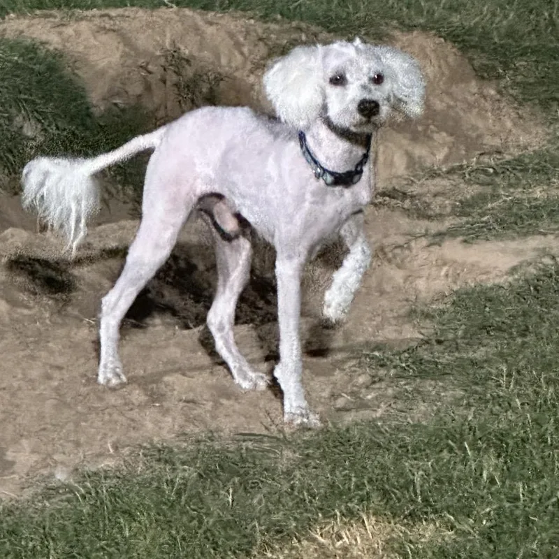 Olaf