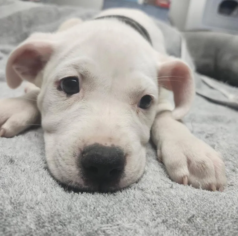 A baby large-sized male Mixed Breed dog named Braxton for adoption in Sapulpa, OK