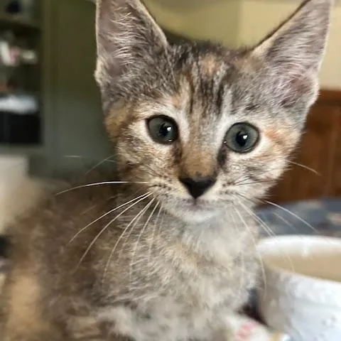 A baby small-sized female Gray / Blue / Silver Domestic Short Hair cat named Jilly for adoption in Bastrop, TX