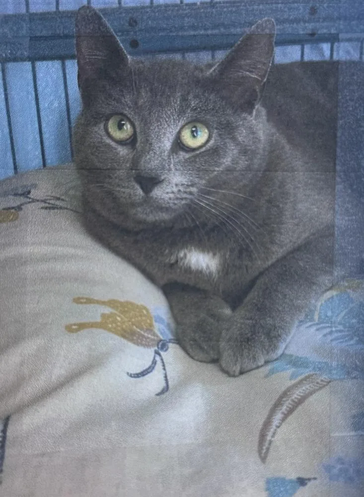 A young small-sized female Gray / Blue / Silver Domestic Short Hair cat named Blue Freeport for adoption in Westbury, NY