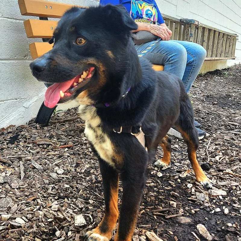 Pupperino Fka Lazy River thumbnail 3