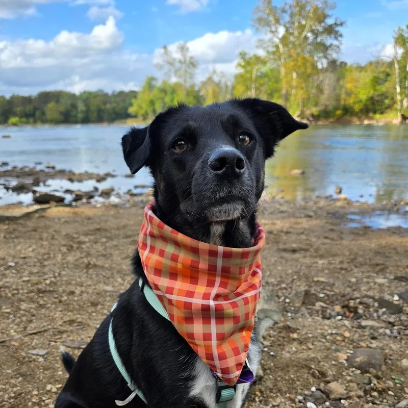 Pupperino Fka Lazy River thumbnail 5