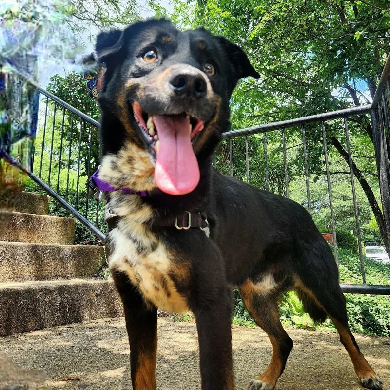 Pupperino Fka Lazy River thumbnail 6