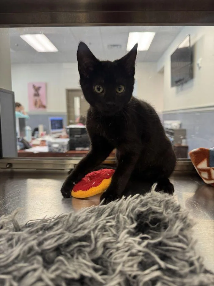 A young small-sized male Black Domestic Short Hair cat named Fleece for adoption in Hilton Head Island, SC
