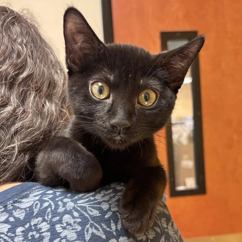 A baby medium-sized male Black Domestic Short Hair cat named Cowboy for adoption in Sonora, CA