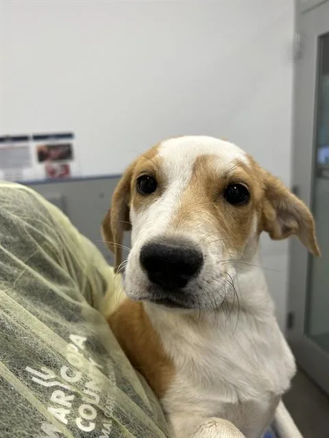 A baby large-sized female Labrador Retriever dog named Blossom for adoption in Mesa, AZ