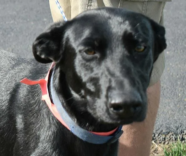 An adult large-sized female Labrador Retriever dog named Trixie for adoption in North Syracuse, NY