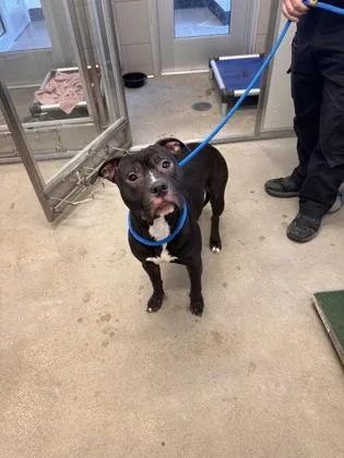 Mulligan thumbnail 2