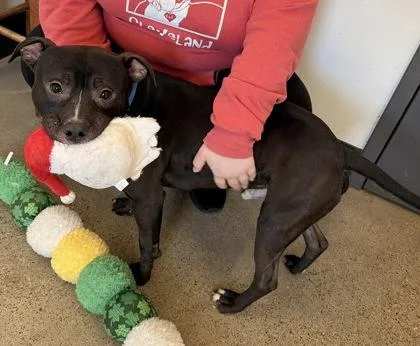 Mulligan thumbnail 3