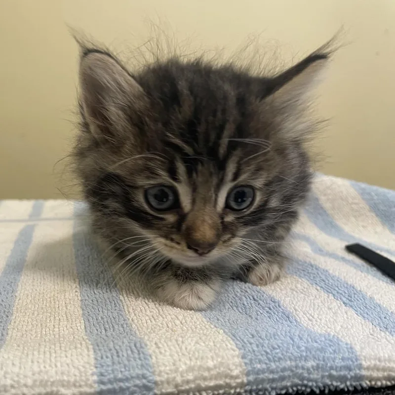 A baby small-sized male Black Domestic Medium Hair cat named Super Floof for adoption in Pasadena, CA