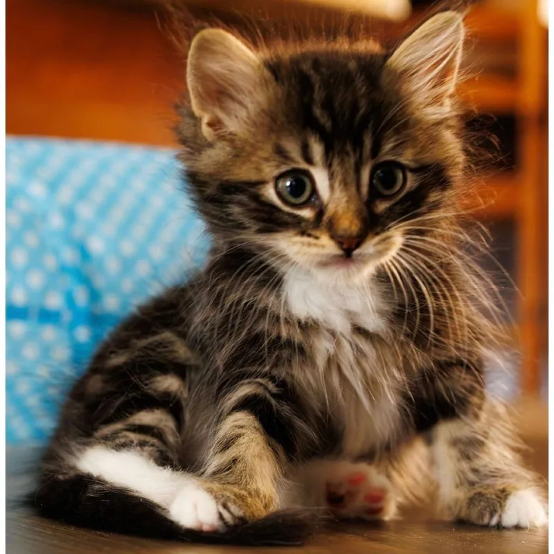 Super Floof thumbnail 2