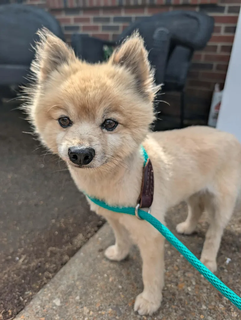 A senior small-sized male White / Cream Pomeranian dog named Smokey for adoption in Hopkinton, MA