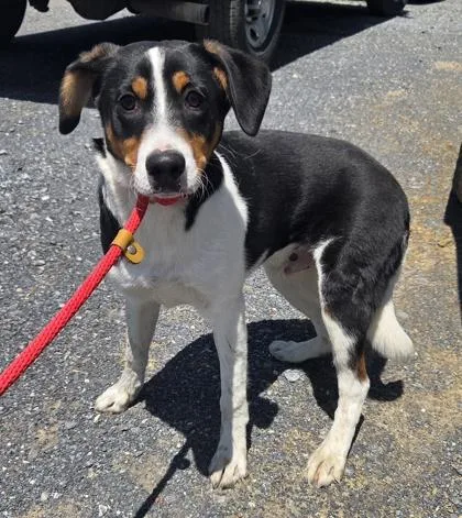 A young medium-sized male Beagle dog named Patch for adoption in Malvern, PA