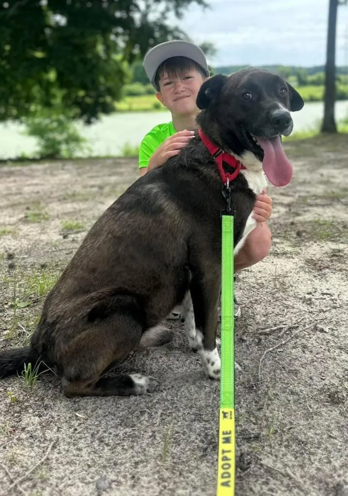 A young large-sized male Labrador Retriever dog named Arthur for adoption in Hartsville, SC