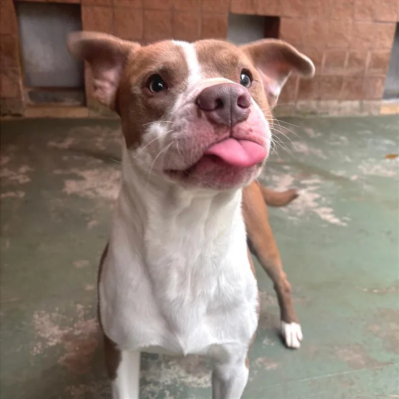 An adult medium-sized male Brown / Chocolate Mixed Breed dog named Bart for adoption in Chattanooga, TN