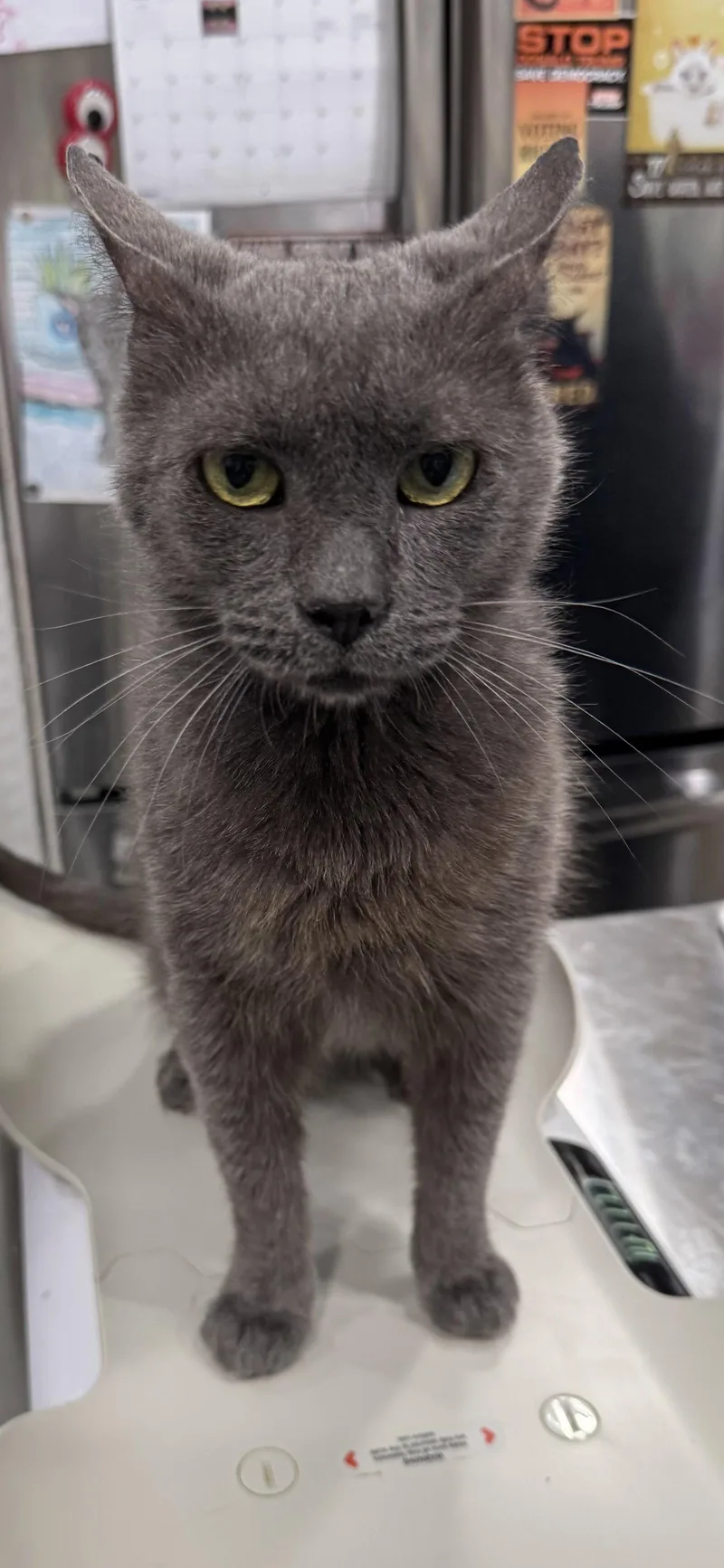 A young medium-sized male Gray / Blue / Silver Domestic Short Hair cat named Skinner for adoption in Locust Grove, VA