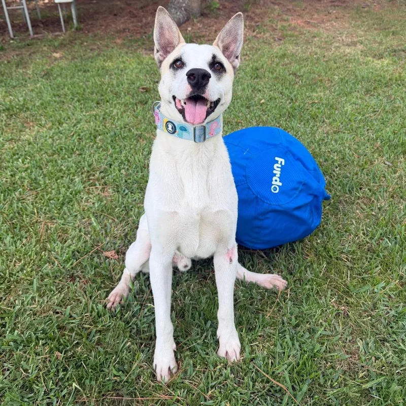 A young medium-sized male Akita dog named Toaster for adoption in Spring, TX