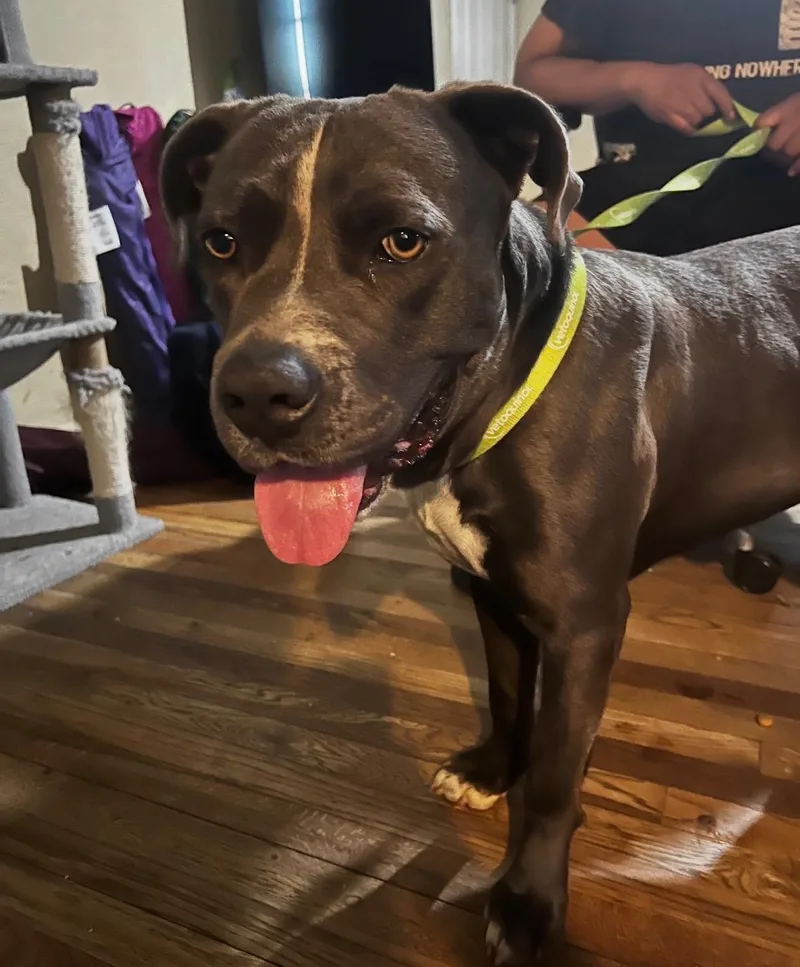 A young medium-sized male Gray / Blue / Silver Mixed Breed dog named Buckaroo Buck for adoption in Houston, TX