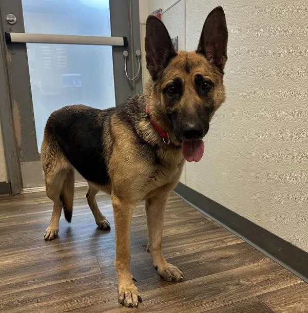 An adult large-sized female German Shepherd Dog dog named Beverly for adoption in San Diego, CA