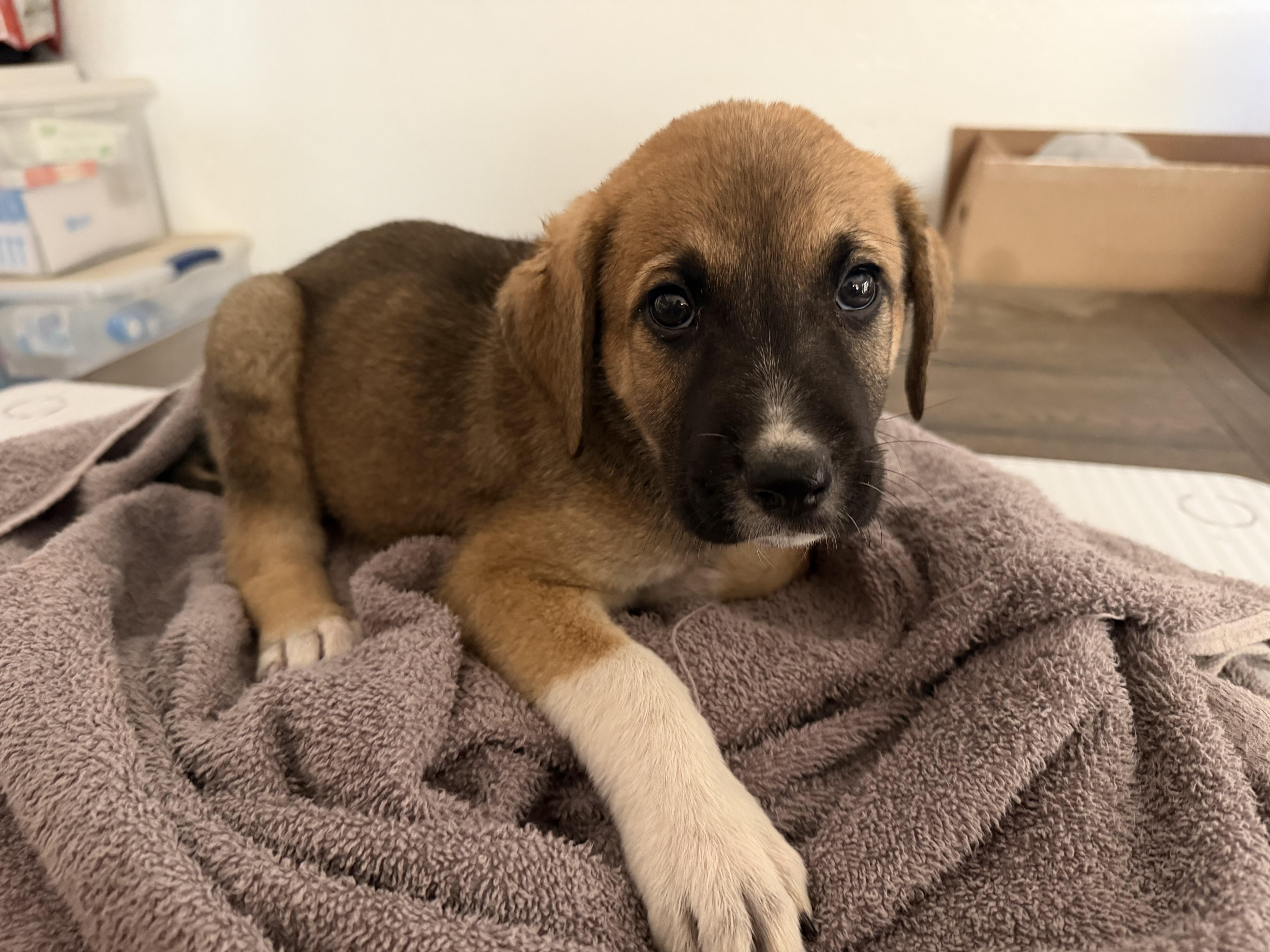 A baby small-sized male Anatolian Shepherd dog named Ronald for adoption in Phoenix, AZ
