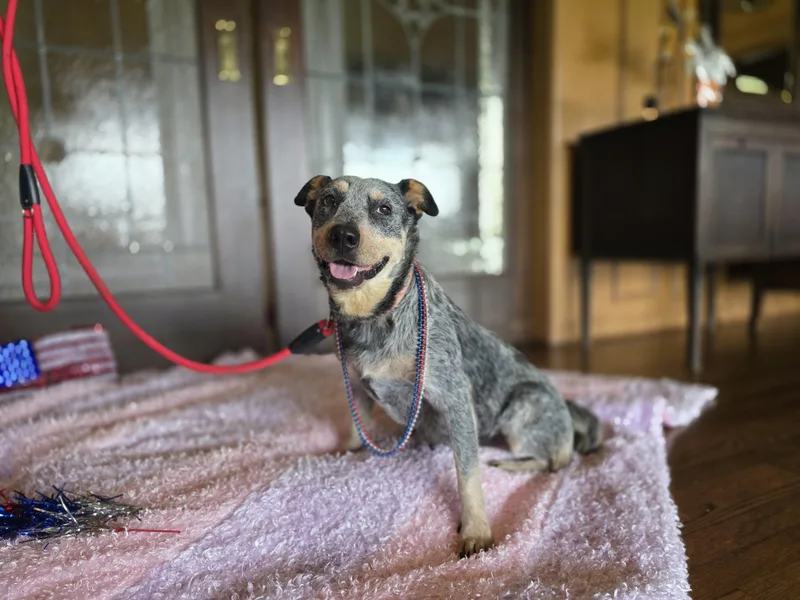 An adult medium-sized female Australian Cattle Dog / Blue Heeler dog named Blue for adoption in Boerne, TX