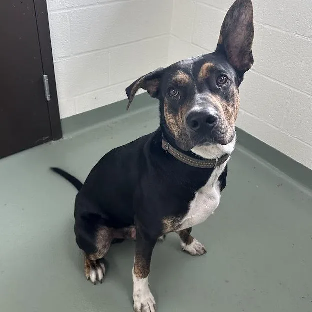 An adult large-sized male Shepherd dog named Rusty for adoption in Verona, VA