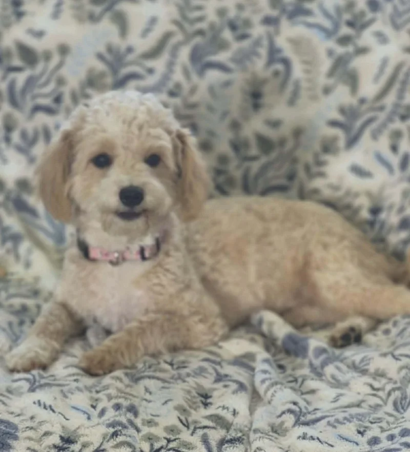 Belle thumbnail 2
