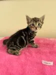 A baby medium-sized male Tabby (Brown / Chocolate) Domestic Short Hair cat named Tempo for adoption in Heathsville, VA