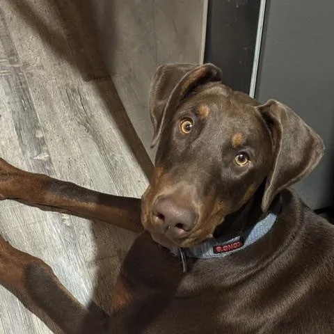 A baby large-sized male Doberman Pinscher dog named Loki for adoption in Port Elizabeth, NJ