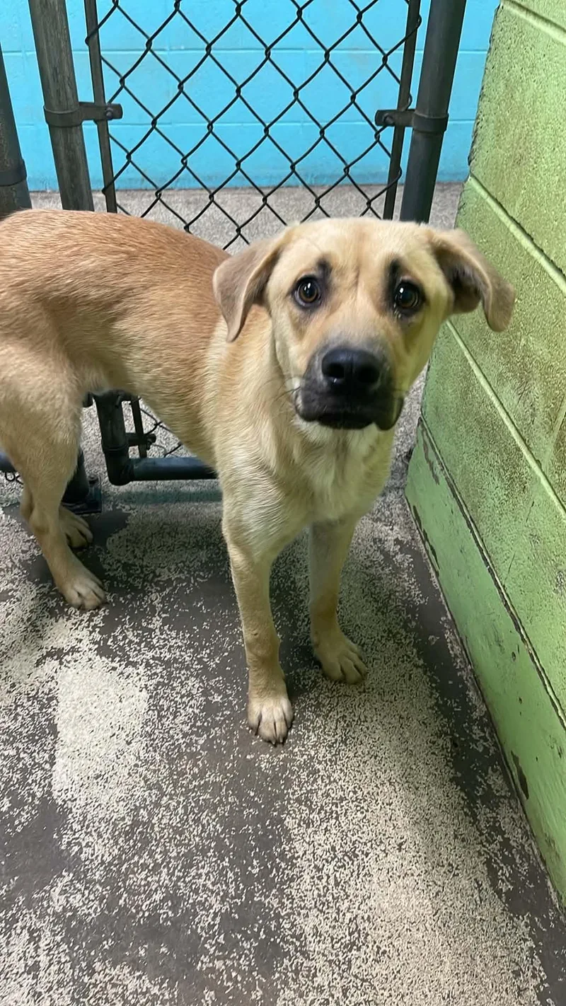 An adult medium-sized male Apricot / Beige German Shepherd Dog dog named Razor for adoption in Fort Payne, AL