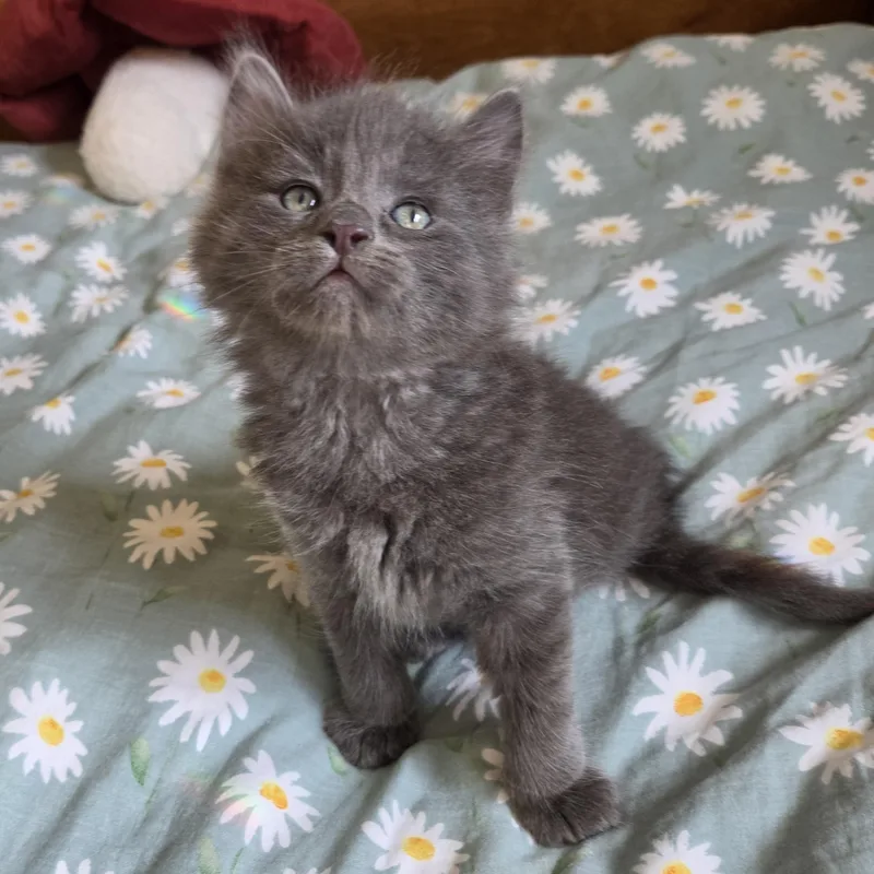 Calcifer