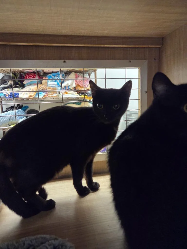 A young large-sized female Domestic Short Hair cat named Bitty for adoption in Bossier City, LA