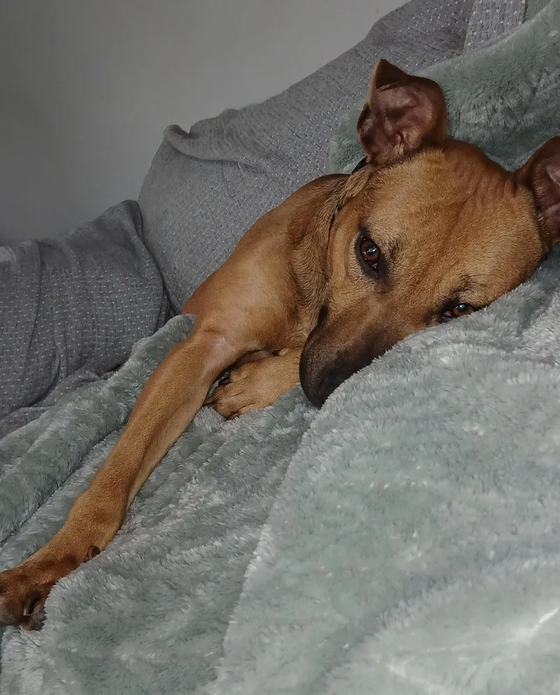 Addie
