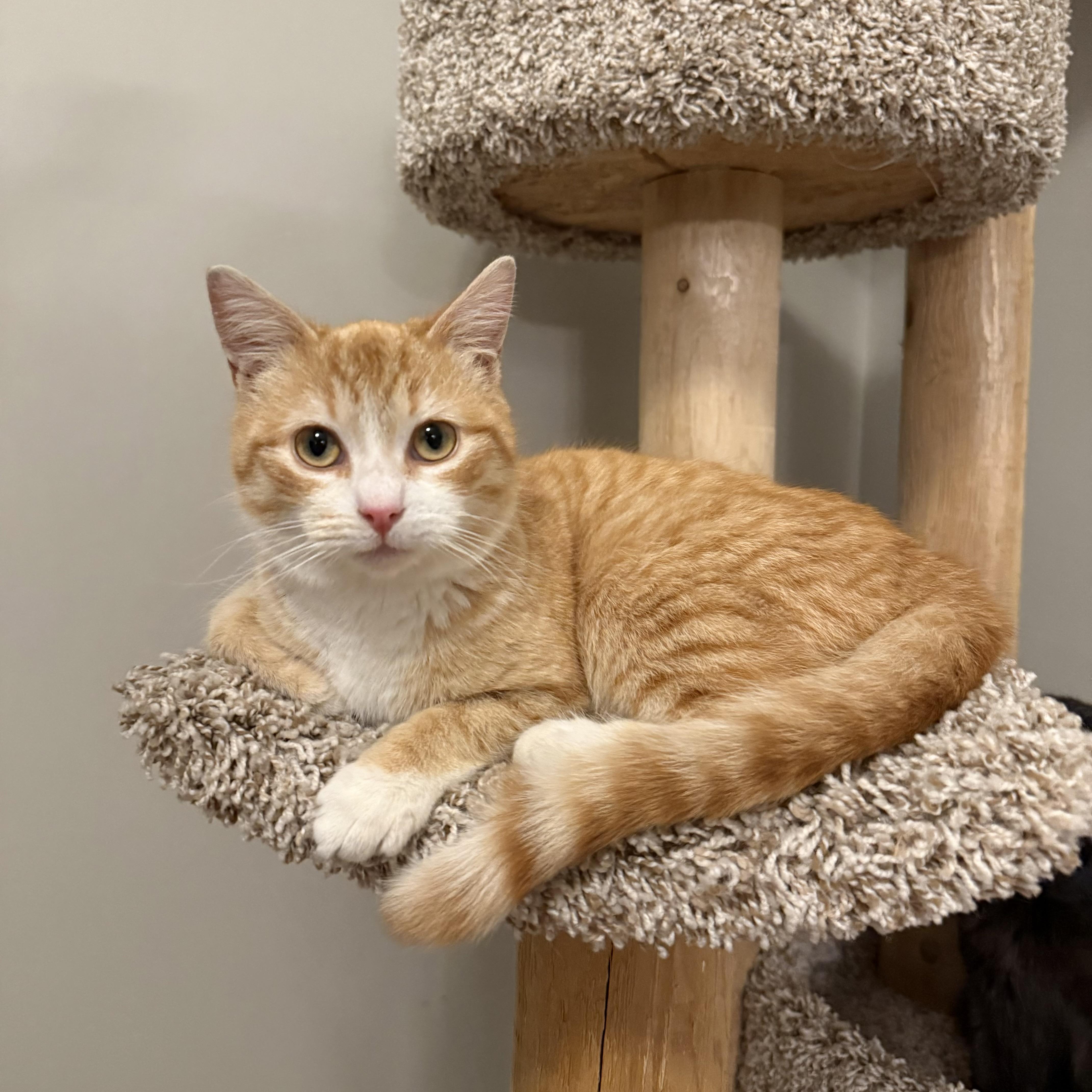 A young medium-sized male Orange & White Domestic Short Hair cat named Jason for adoption in Hartville, OH