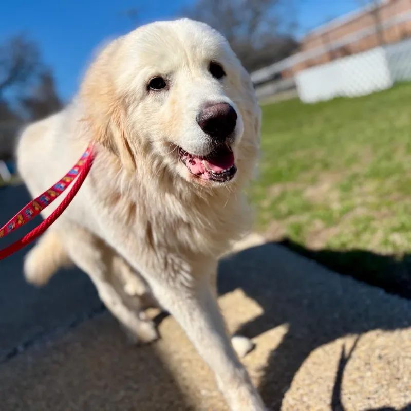 An adult large-sized male Yellow / Tan / Blond / Fawn Mixed Breed dog named George for adoption in New York, NY