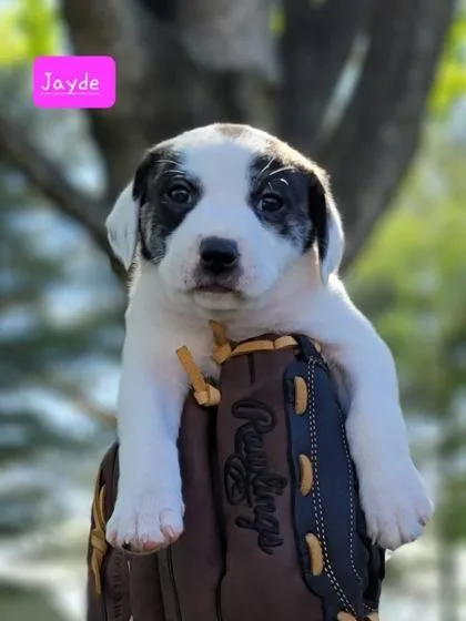 A baby small-sized female Mixed Breed dog named Jayde for adoption in Fairfax, VA