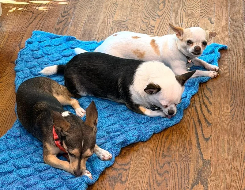 A young small-sized female Chihuahua dog named Lucy for adoption in Brooklyn, NY
