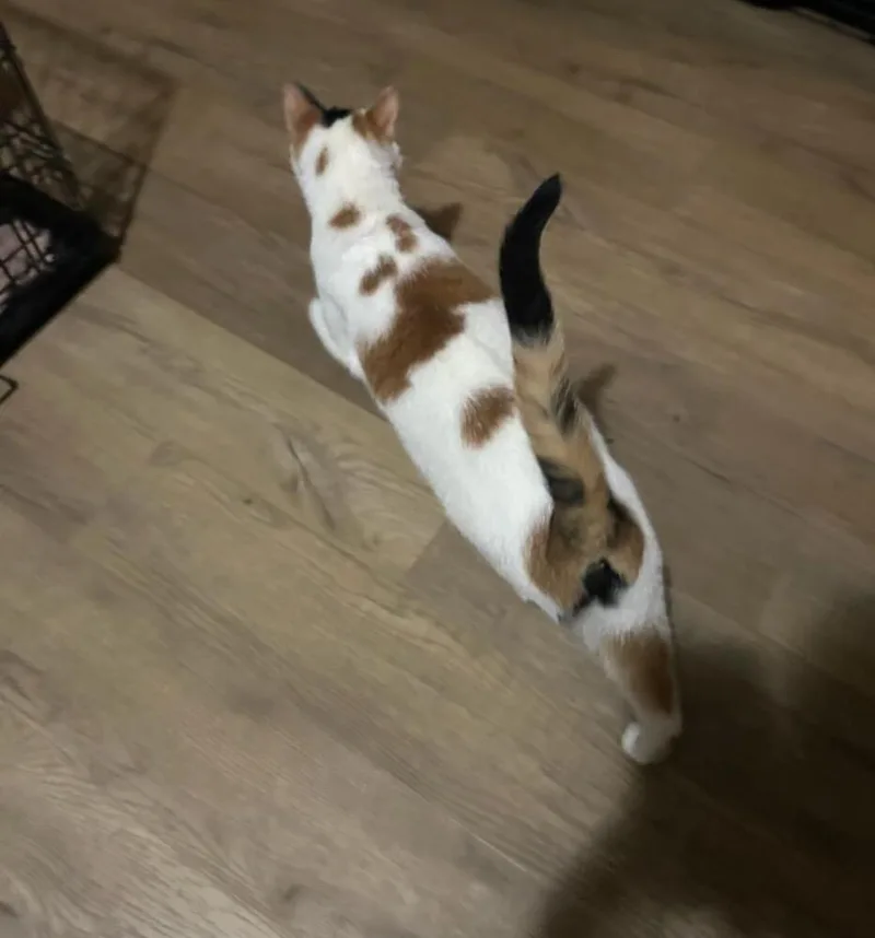 An adult medium-sized female Black & White / Tuxedo Domestic Short Hair cat named Taquito for adoption in Lorain, OH