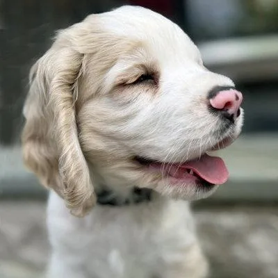 A baby small-sized male Cocker Spaniel dog named Bubba Bear for adoption in Arlington, VA