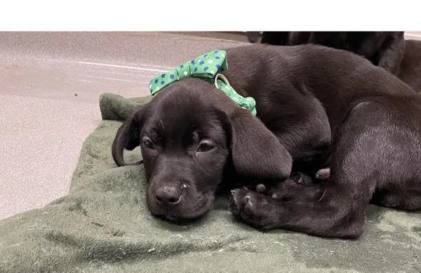 A baby large-sized female Labrador Retriever dog named Bartholomew for adoption in Victorville, CA