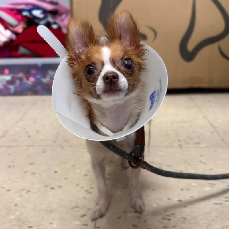 A young small-sized female Chihuahua dog named Brownie for adoption in Philadelphia, PA