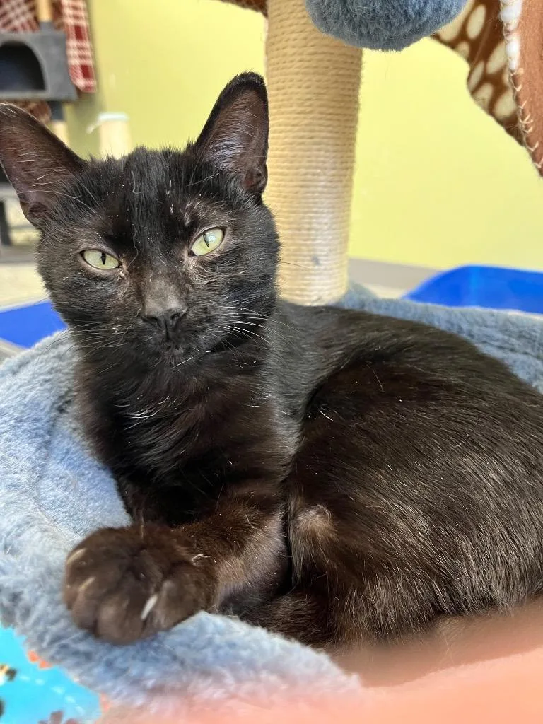 A baby medium-sized female Domestic Short Hair cat named Vanta for adoption in Auburn, IN