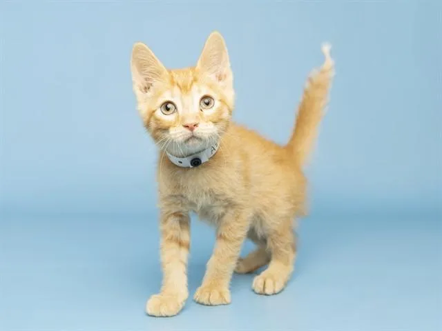A baby small-sized male Domestic Medium Hair cat named Cheddar for adoption in Phoenix, AZ