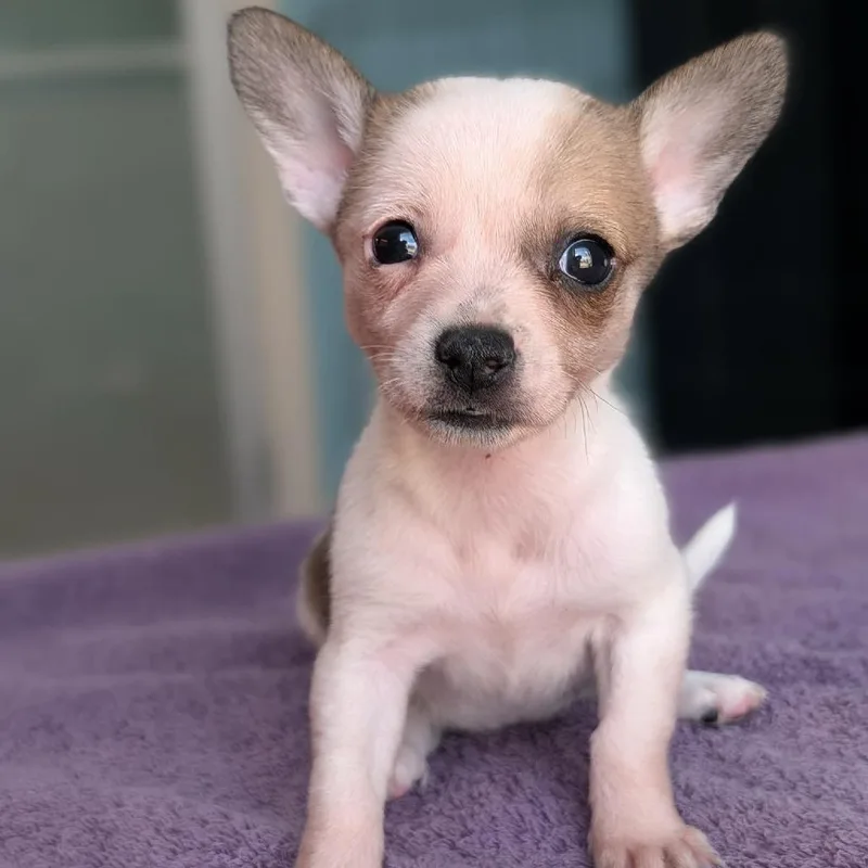 A baby small-sized female White / Cream Chihuahua dog named Ginger for adoption in Fredericksburg, TX