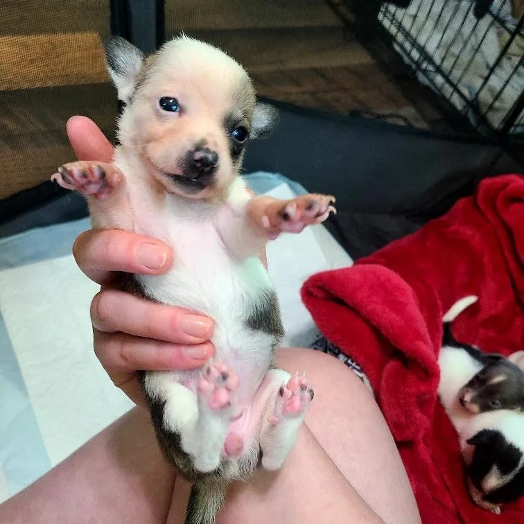 Ginger thumbnail 4