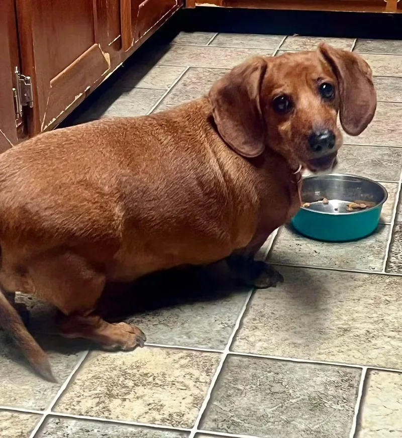 A senior small-sized female Red / Chestnut / Orange Dachshund dog named Mocha for adoption in Fort Walton Beach, FL